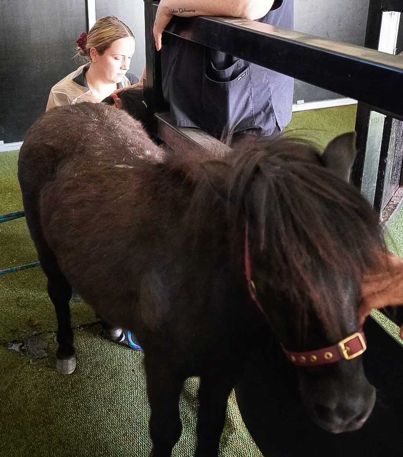Photo 3 Pony 1