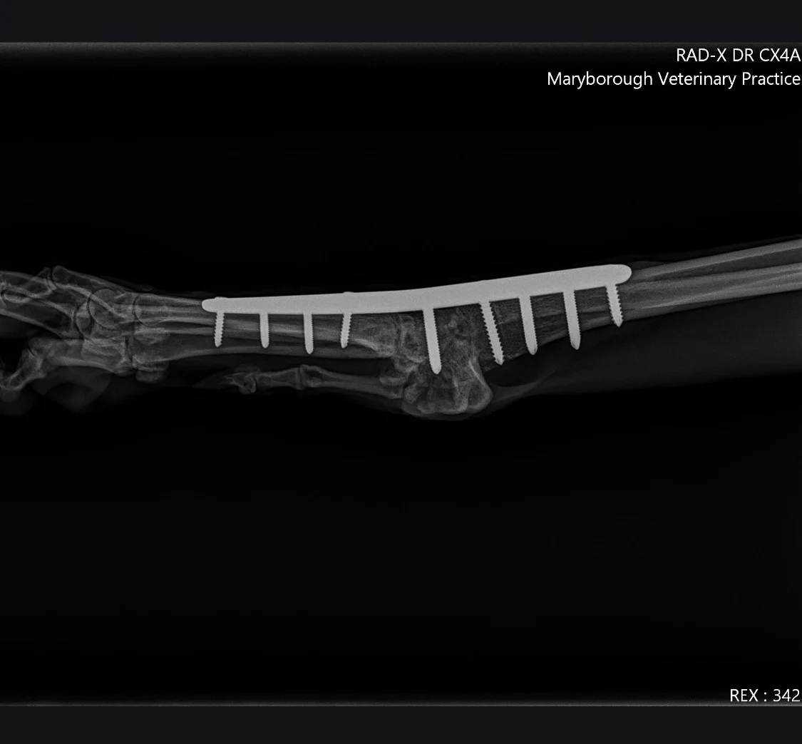 x-ray 3