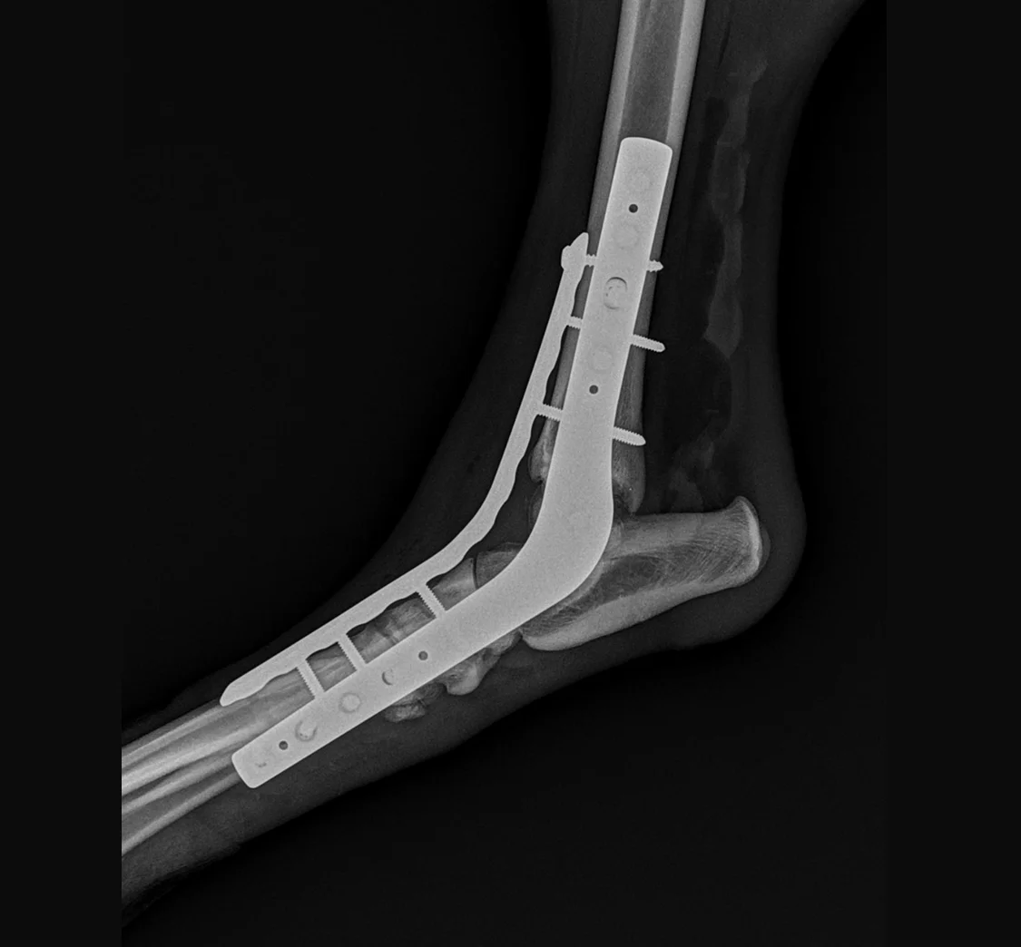 x-ray 4
