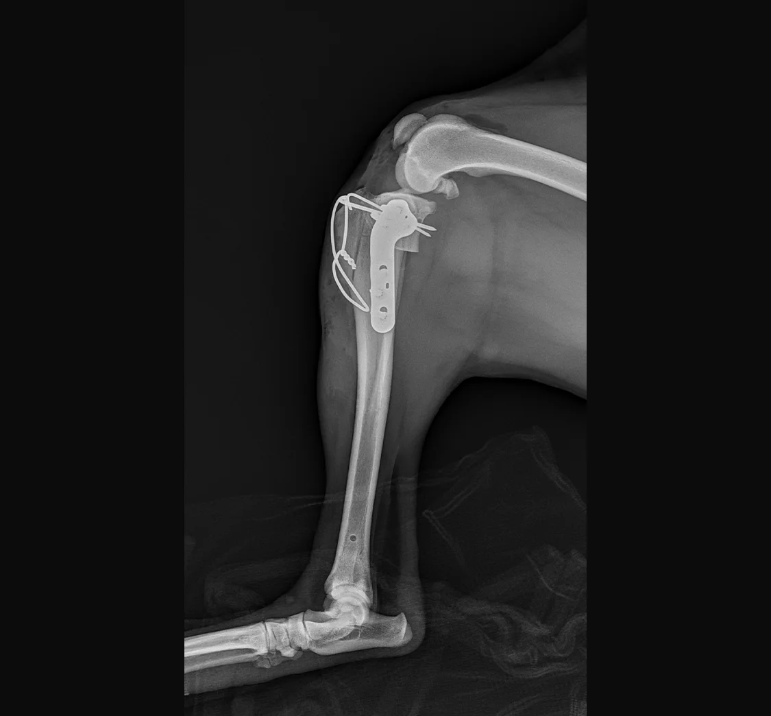 x-ray 6