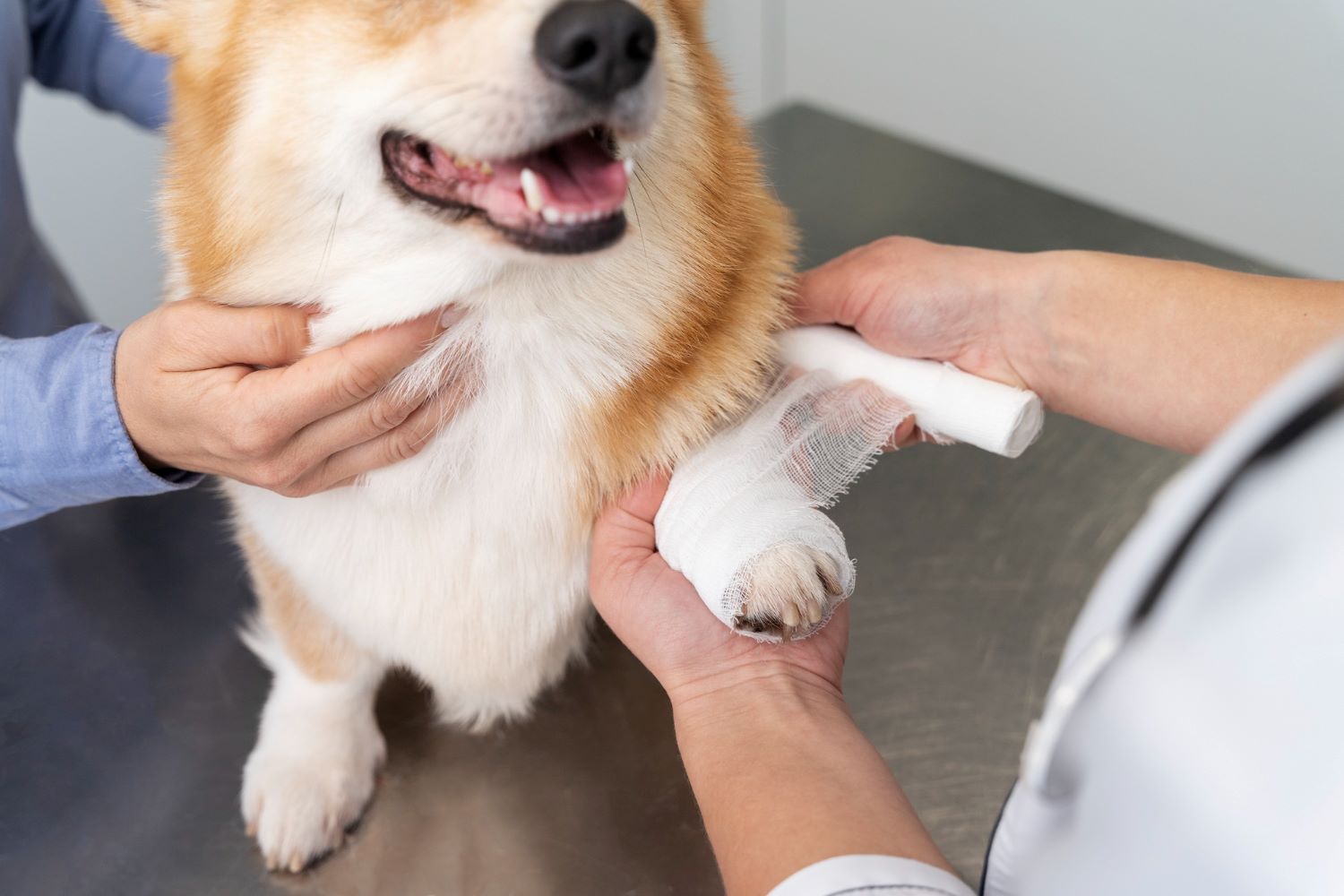 surgery-care-pet-dog